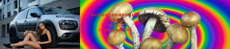 Псилоцибиновые грибы Cubensis  как найти закладки  Болхов 